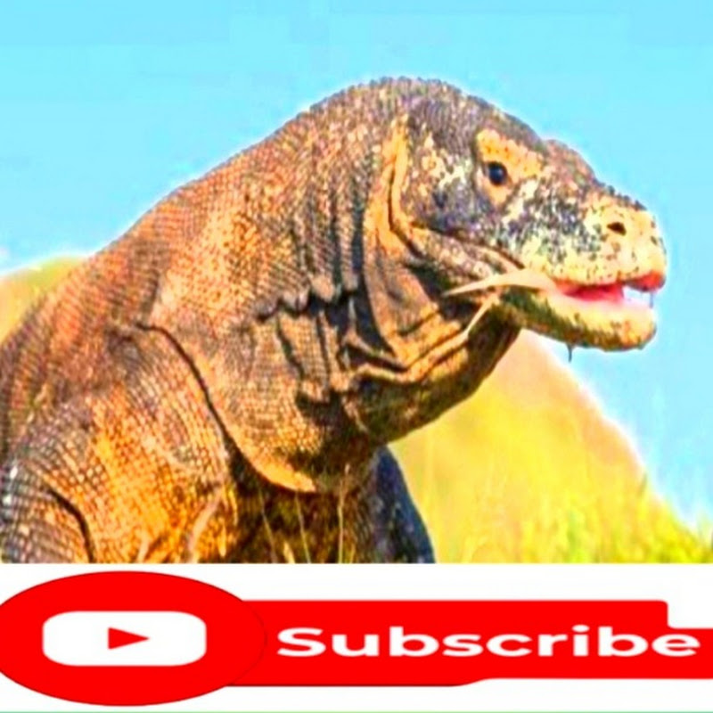 ILLANK Adventure