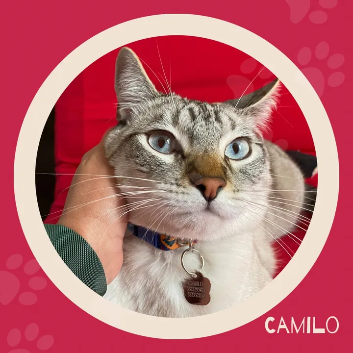 CamiloNoEsUnGato