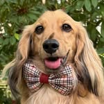 Bear the Dachshund | Dog Friendly Lifestyle & Travel | Melbourne