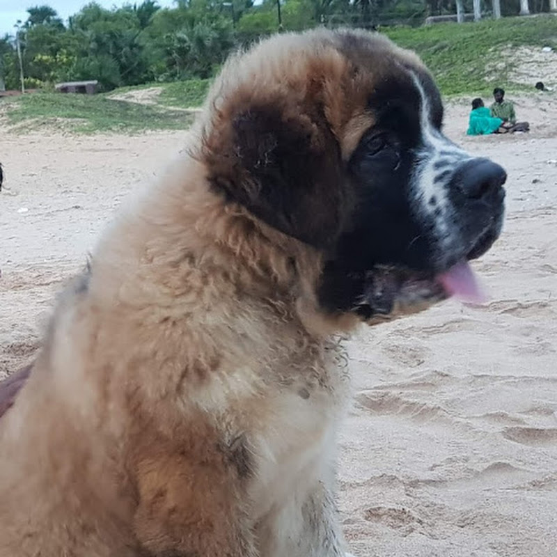 travel with PET LOVING FAMILY