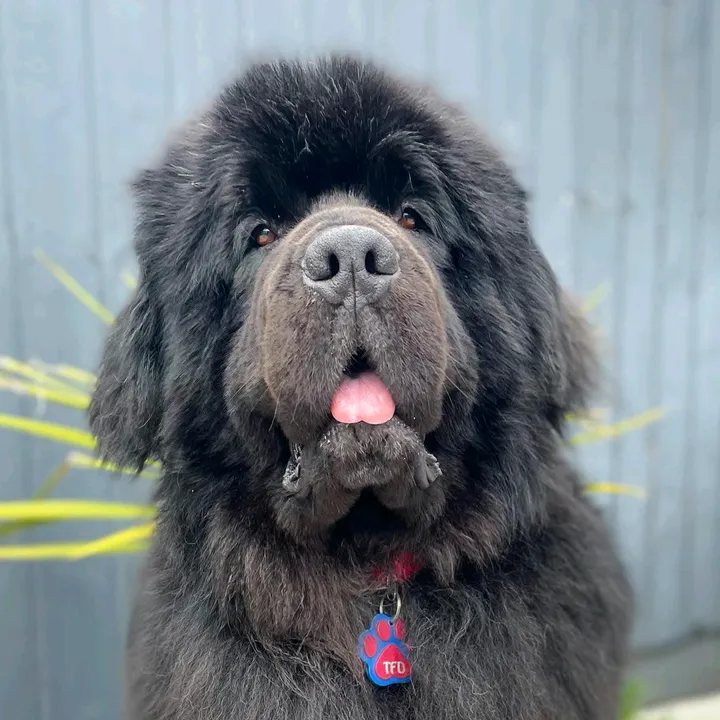 Tedthenewfoundland&co