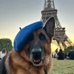 TOPI THE DOG. Cheesefluencer