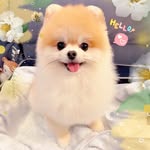 🦊～ 𝕄𝕚𝕟𝕚 *ฅ́˘ฅ̀*～🐾
