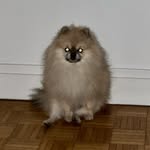 𝙈𝙞𝙡𝙤𝙧𝙙 𝘗𝘰𝘮𝘰𝘧𝘧 𝘊𝘩𝘰𝘴𝘵𝘢𝘤𝘩𝘢𝘱𝘬𝘢 (il va faire froid)