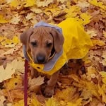 ridgeback_lennu