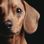 BENNY THE WEEN 🌭🐾