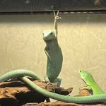 GECKO / SHUTA