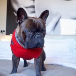 BILLY the Frenchie 🐾