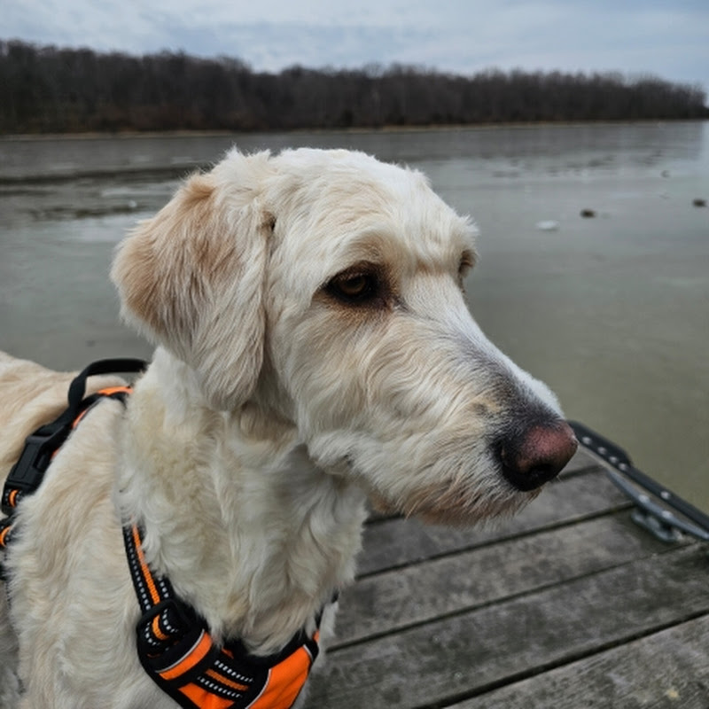 Wildpawadventures