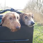 hotdogsinholland