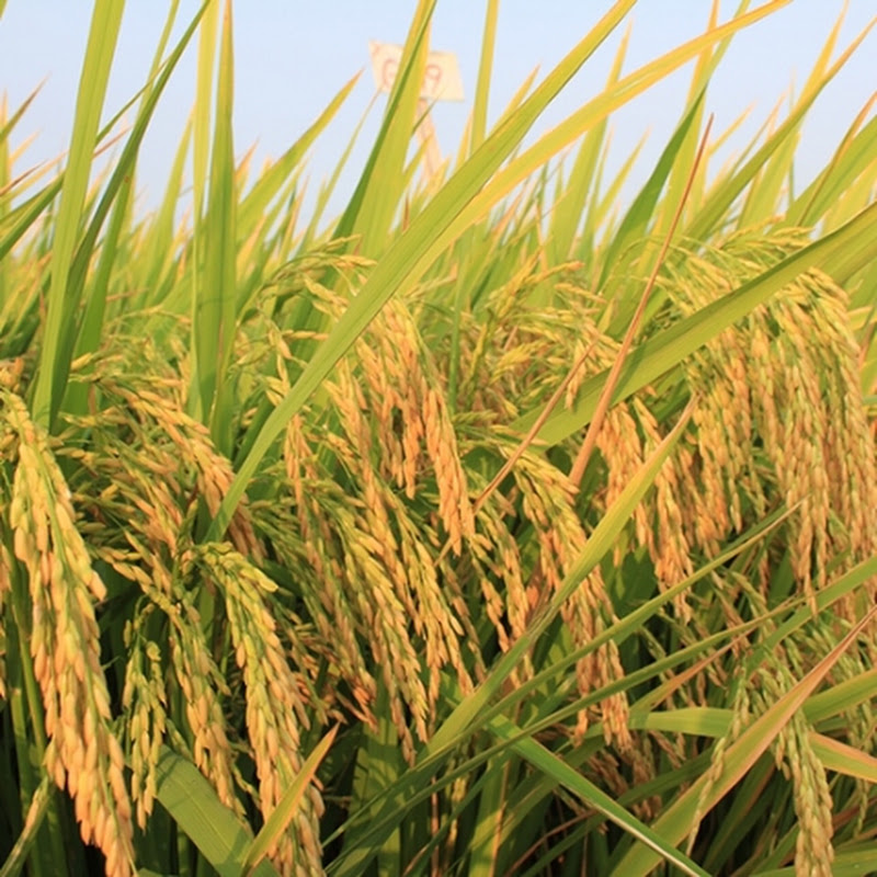 Viet Sang Agriculture