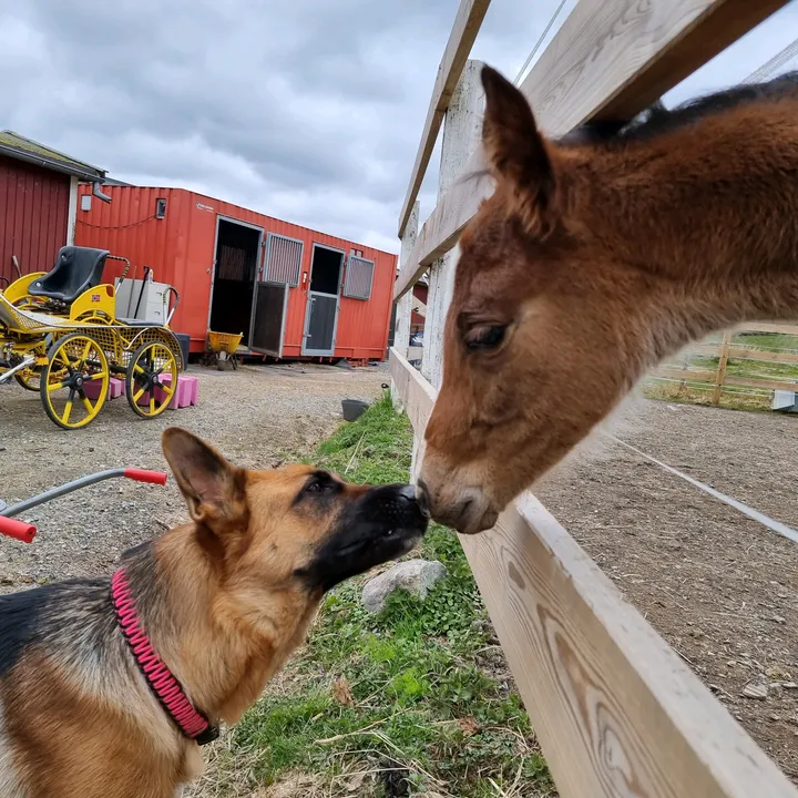 LuxzSporthorses