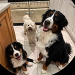 Geordies Pack 🐾