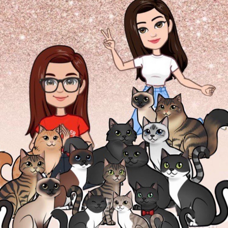 12 Gatos Demais