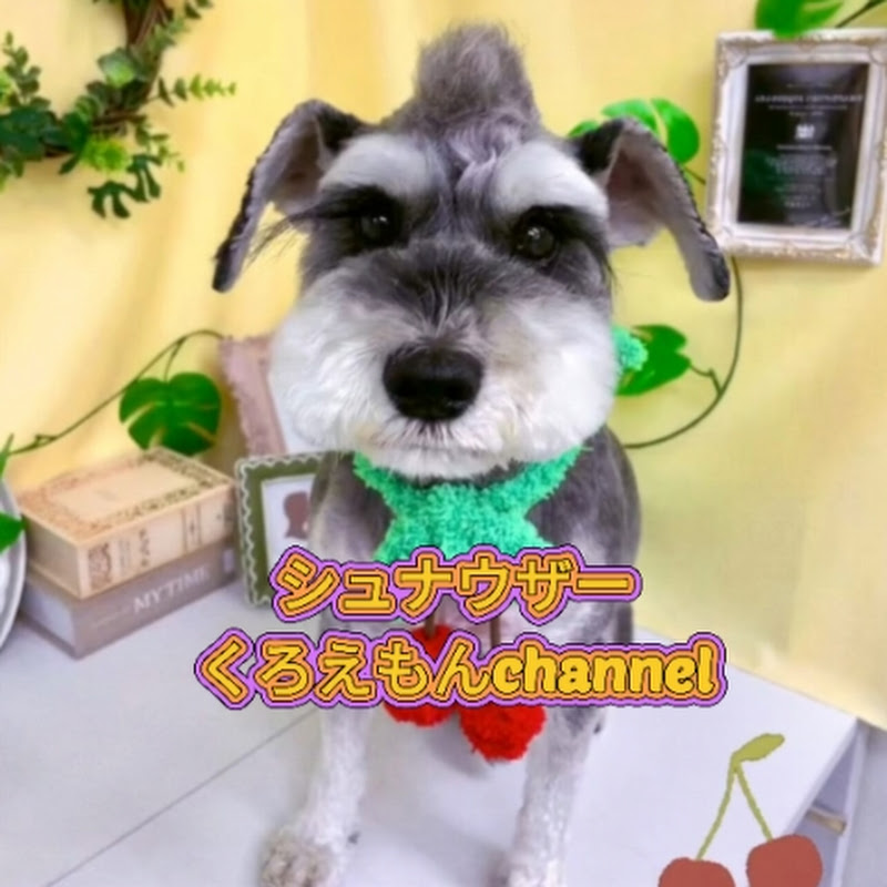 シュナウザーくろえもんchannel