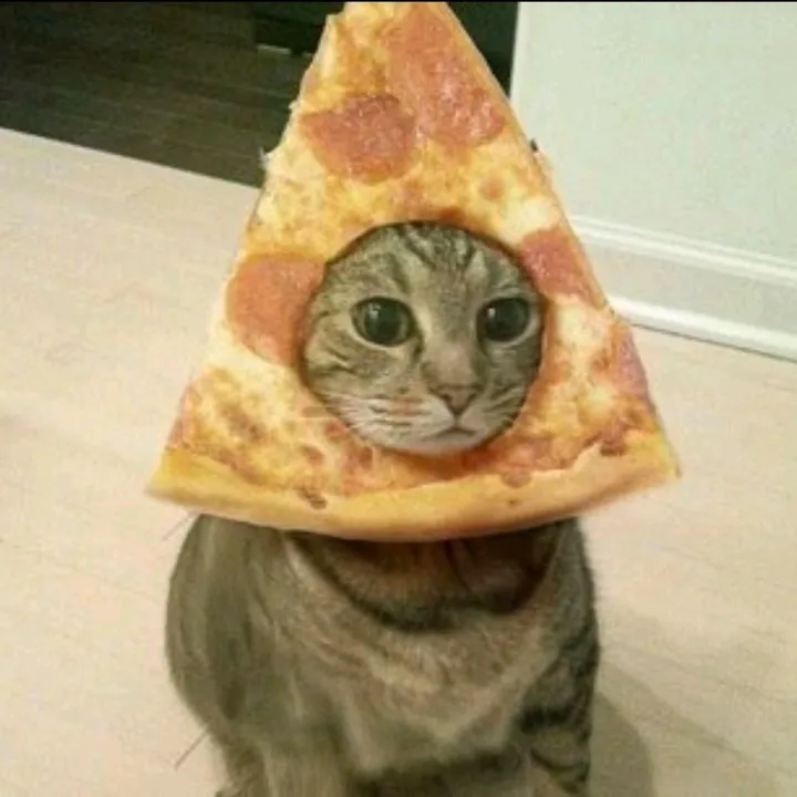 BussinCat