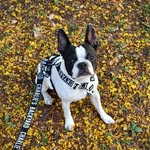 AKIRA | อากิระ Boston Terrier | 📍Bangkok 🇹🇭