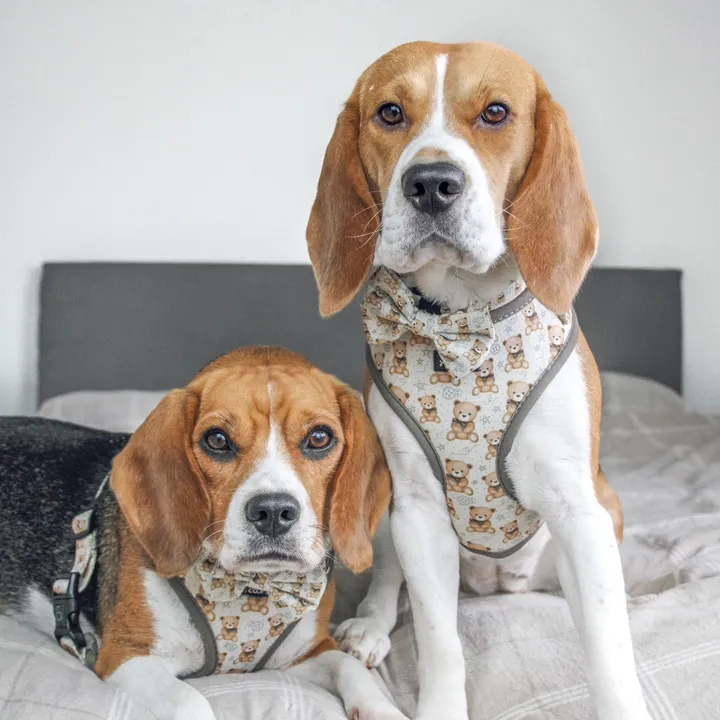 Kiki and Koko 🐾 | Beagles