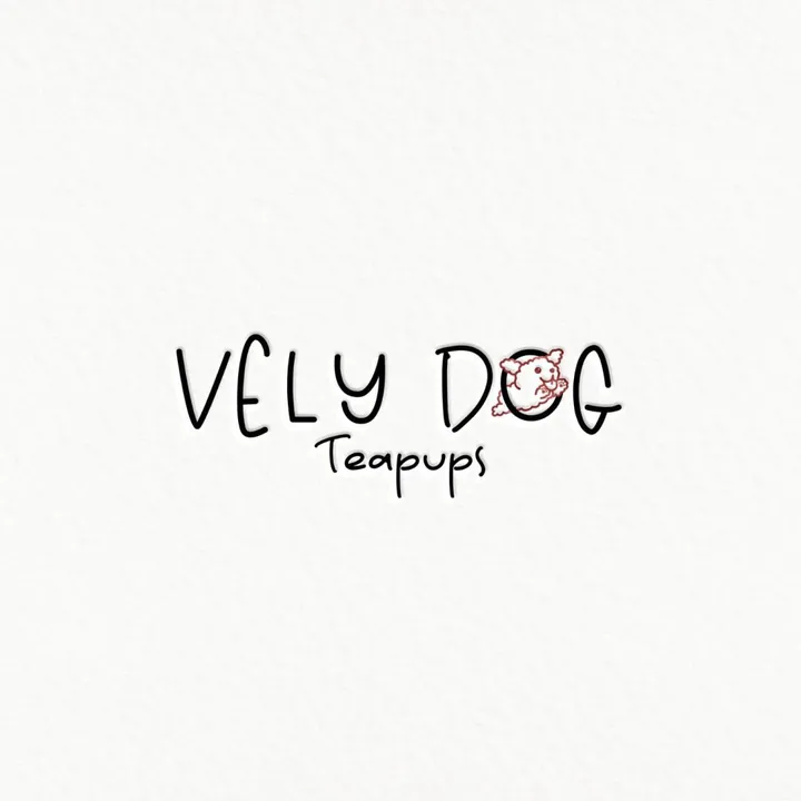 VELYDOGS |Teacup Puppies