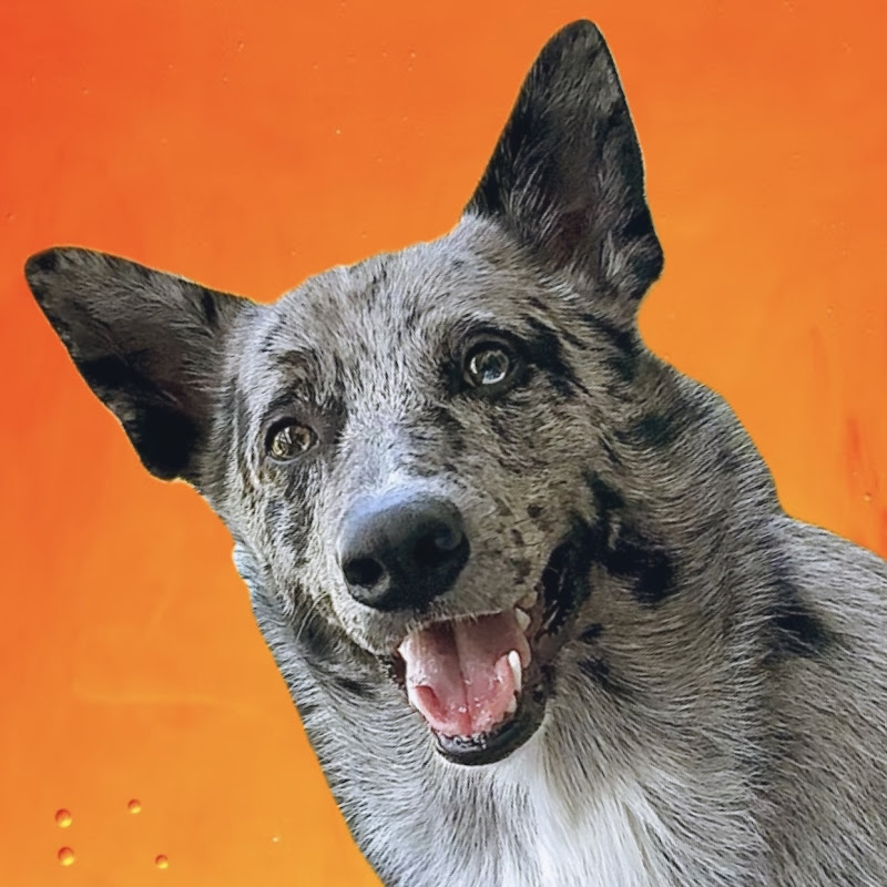 TheNonWolfdog