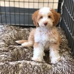 sawyer the labradoodle puppy 🐶
