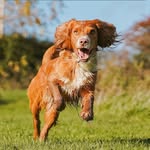 Karen Maher IMDTB Accredited Dog Behaviourist