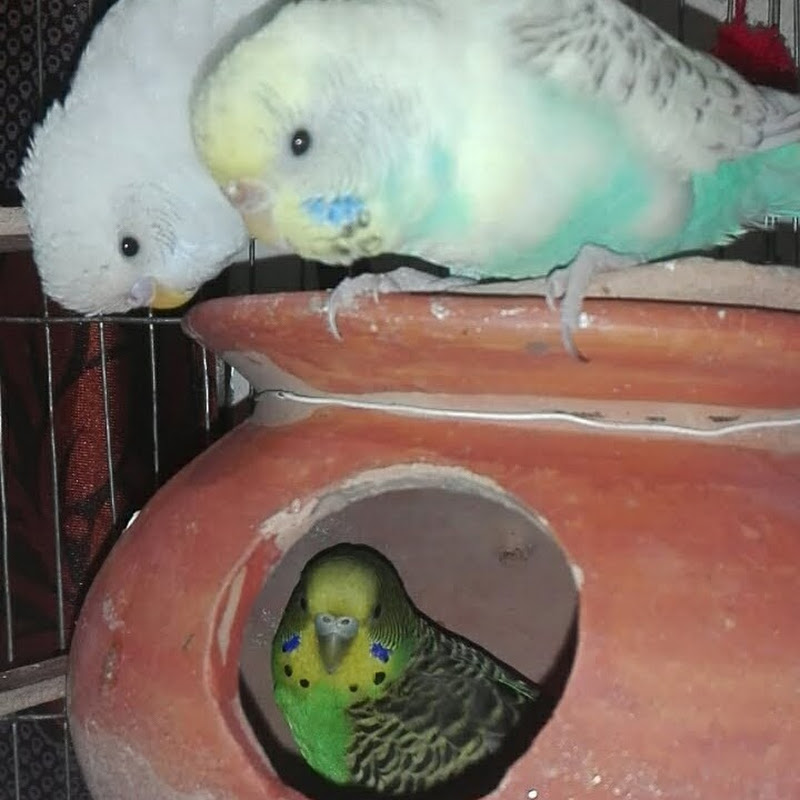 Pets blog with masood family 