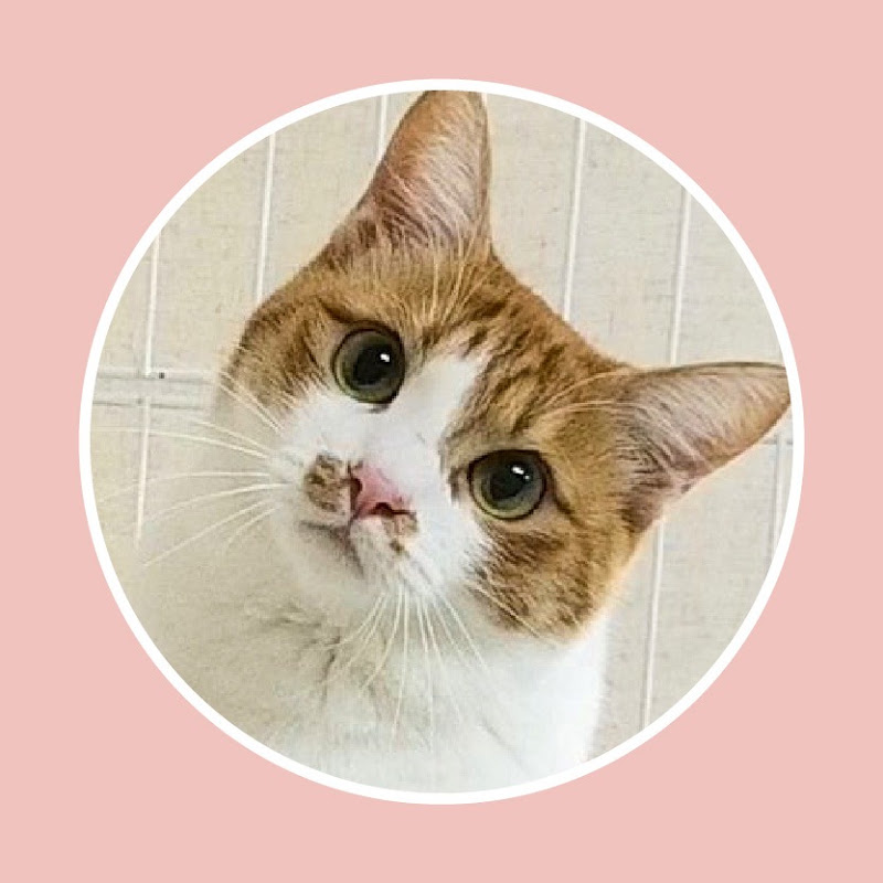 猫のお福です。