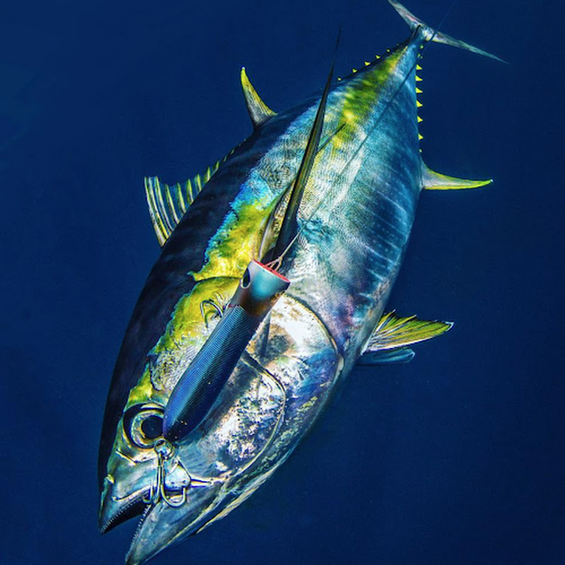 Yachting Fishing Specialist