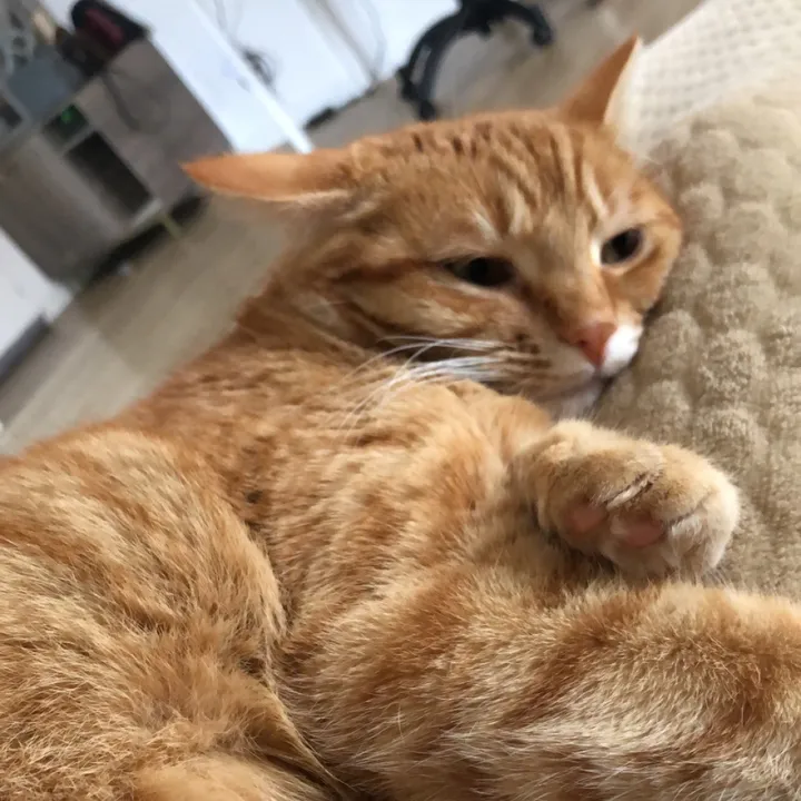astuce.chat.tiktok
