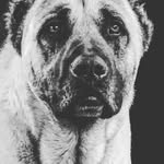 KangaL Ege