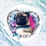 Pablo the Pug 🐶