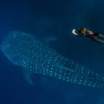 Dive Ecuador Galapagos  Ocean