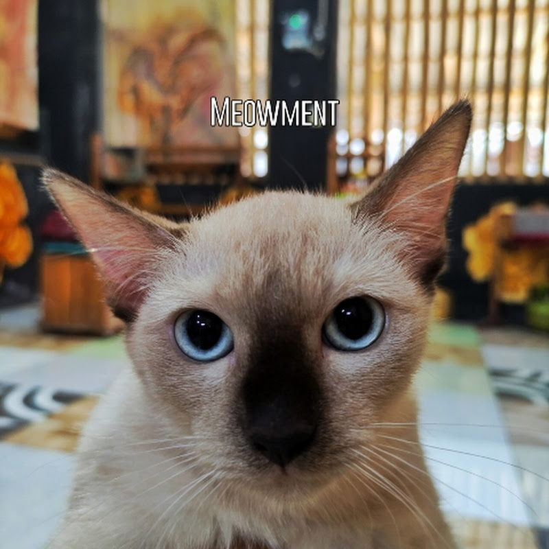 Meowment