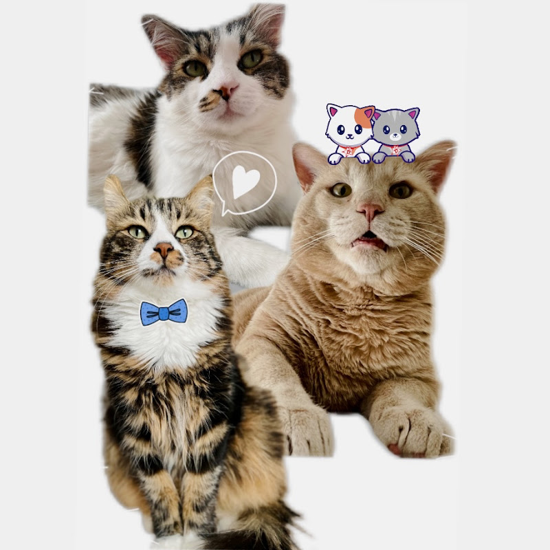 Pati Kardeşliği🐾