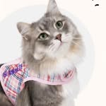 Samus And Banner | Siberian Forest Cats