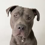 OTTO