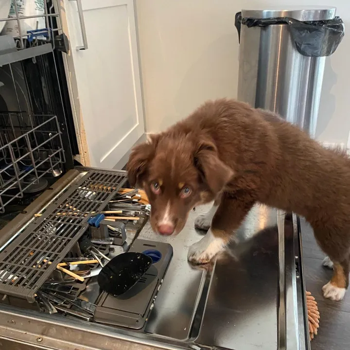 Raising Mocha🇨🇦