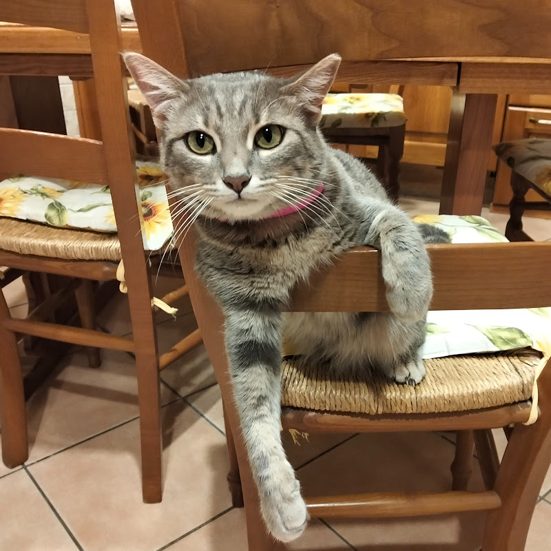 Bella la Micia