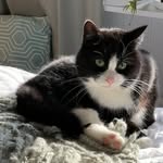 Mimosa&Elsa familycats