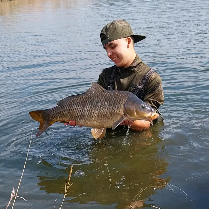 carpdanimani