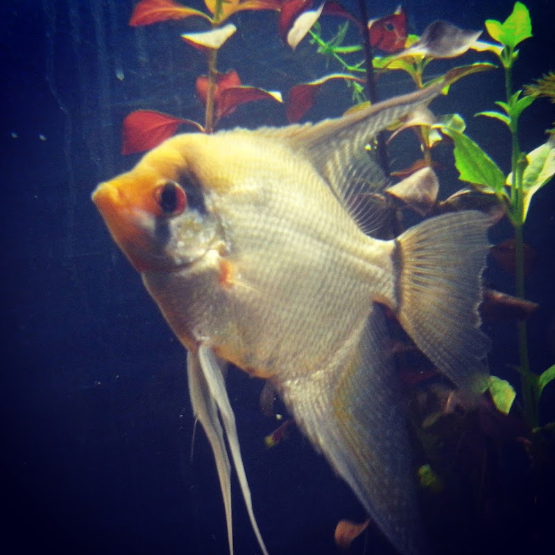 ACUARIOS DE TEHUACAN