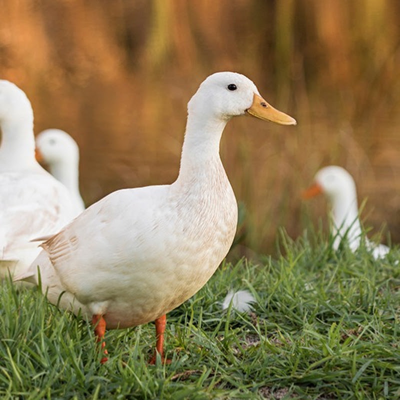 Duckcut