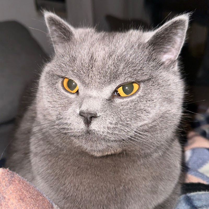 Rambo British Short Hair Cat