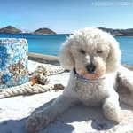 TEDDY MYKONOS