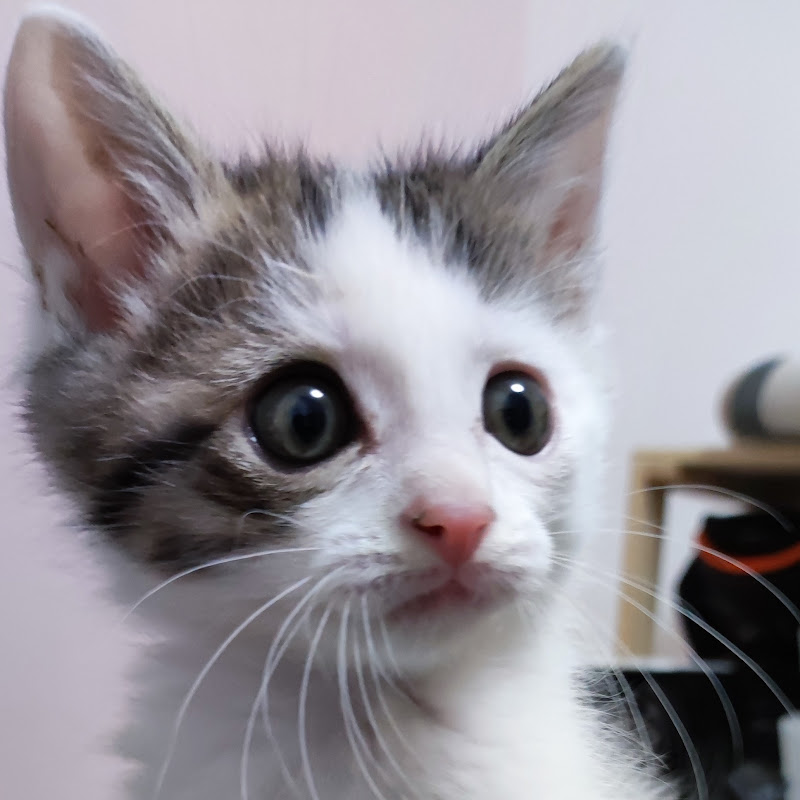 ロマとご機嫌夫婦