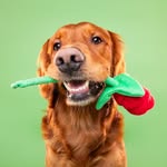 𝗕𝗥𝗨𝗡𝗢 | 𝚃𝚑𝚎 𝚐𝚘𝚕𝚍𝚎𝚗 𝚛𝚎𝚝𝚛𝚒𝚎𝚟𝚎𝚛