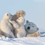 Polar bears🐾