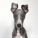 He-Man The Whippet