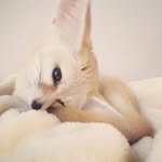 フェネックギツネのてつお🦊Tetsuo🪽